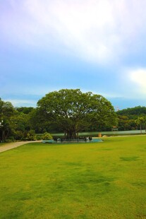 深圳仙湖小平手植榕树