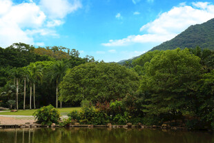深圳仙湖小平手植榕树
