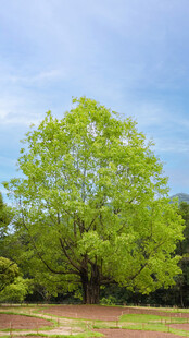 深圳仙湖 菩提树