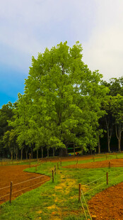 深圳仙湖 菩提树