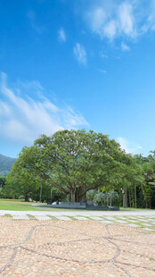 深圳小平手植树 榕树