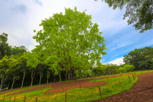深圳仙湖 菩提树