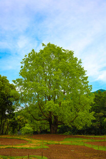 仙湖植物园 菩提树