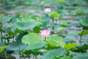 荷塘中的娇艳粉色荷花