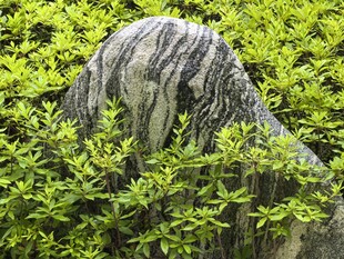 石隐绿植间