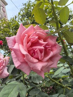 娇艳粉色月季花绽放