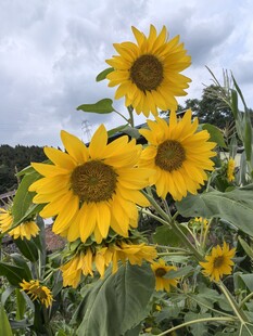 向日葵花海绽放
