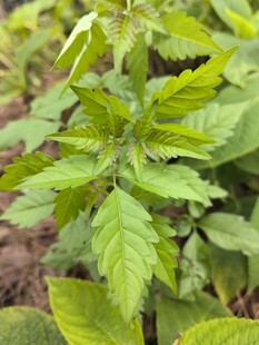 嫩绿桑叶植株特写