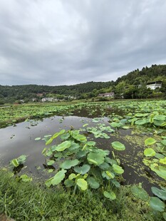 荷塘风光