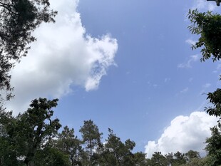 蓝天白云下的葱郁树林