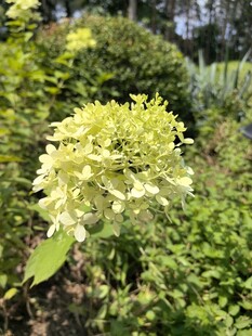 清新绣球花绽放于绿植间