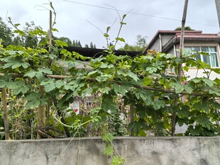 院墙边的苦瓜藤