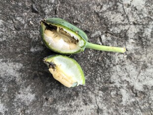 切开的绿色果实