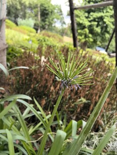 户外绿植景观