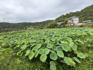 田园荷塘种植地景观