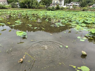 荷塘涟漪
