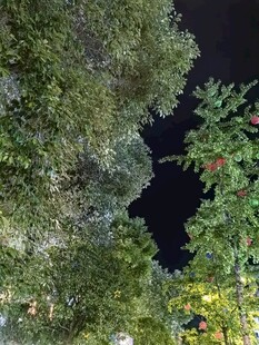 仰望夜空下的繁茂树林