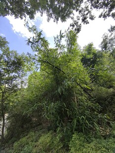 繁茂山林绿意盎然