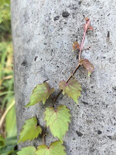 石上攀爬的嫩绿藤蔓
