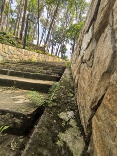 石砌台阶与林间景致