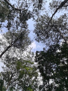 仰视茂密树林与蓝天
