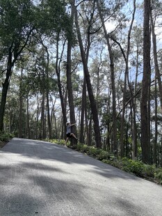 林间静谧小路