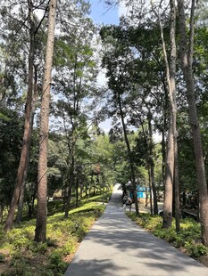 林间幽静小路