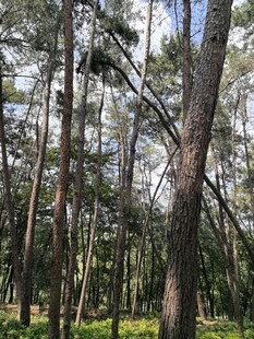 阳光照耀下的茂密松树林