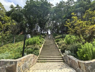 林间石阶