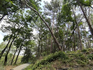 林间小道