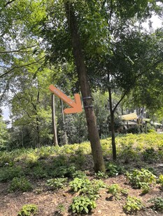 户外树林绿植景观