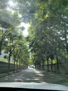 林荫道路上的惬意驾驶