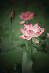 娇艳荷花绽放于绿叶间