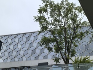 现代建筑旁的葱郁绿树