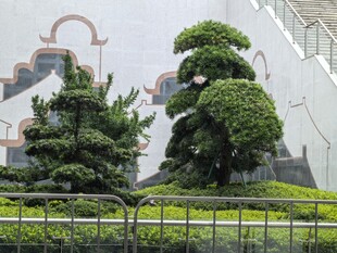 精致造型盆景