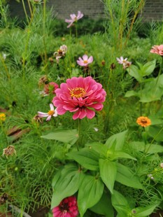 花园中绽放的多彩花朵