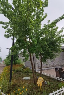 庭院绿植景观