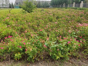 多彩花卉绿植景观