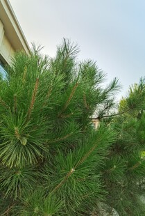 翠绿松针近景