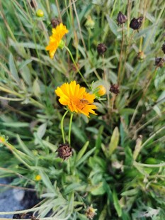 黄色小花绽放于草丛中