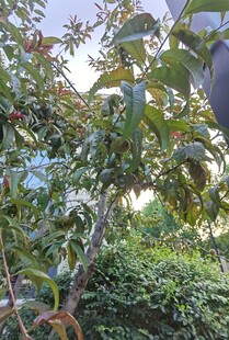 繁茂果树绿叶间生机盎然