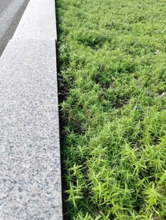 石板旁的翠绿草地