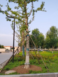 道路旁新植树木景观