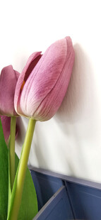 粉色郁金香花瓶静物图