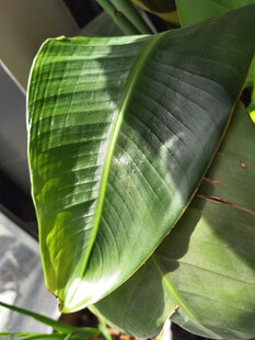 翠绿宽大的植物叶片特写