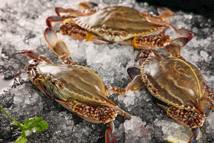 螃蟹