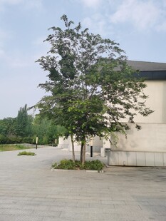 户外庭院绿树与建筑景观
