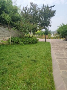 户外绿意盎然的小径场景