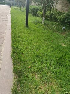 路边翠绿草地景观