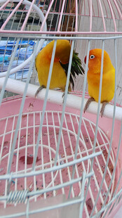 笼中双鹦鹉